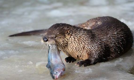 Gourmet Otter - Otter, Gourmet, Longpost