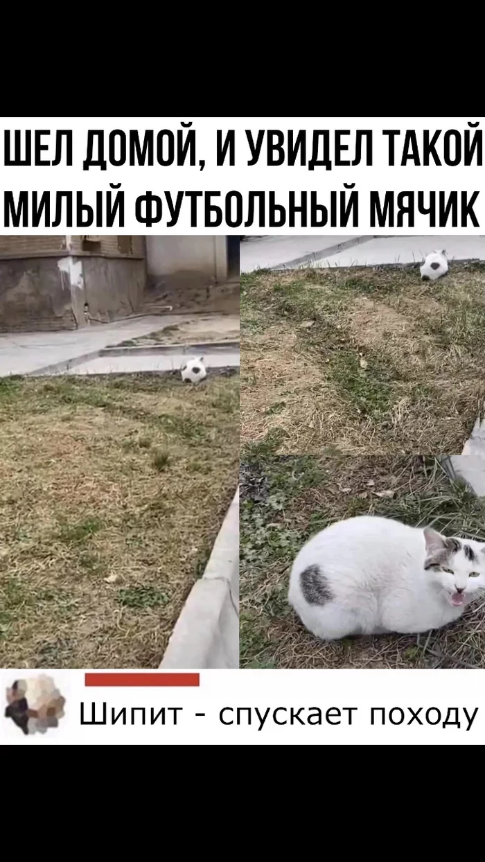 soccer ball) - Memes, Soccer ball, cat, Picture with text