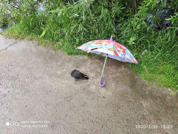 adapt adapt overcome - My, A case from one's life, Pigeon, Umbrella, Weather, The photo, Life stories