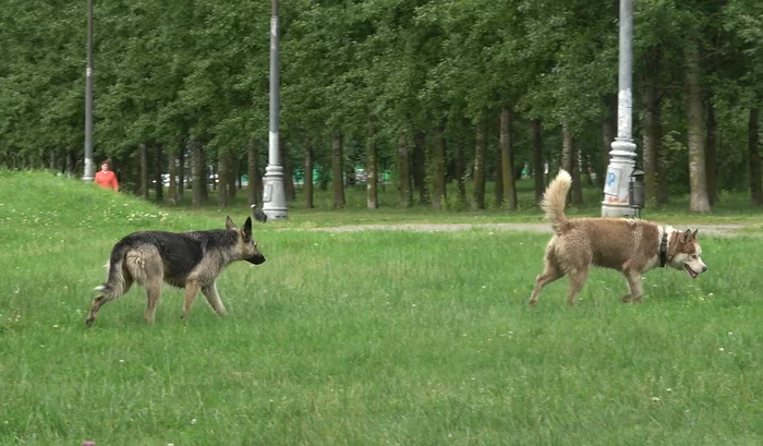 In South Butovo, a flock of stray dogs killed a family of ducks on a pond - My, Wild ducks, Stray dogs, Butovo, Dog attack, Protection of Nature, Negative, Video, Longpost
