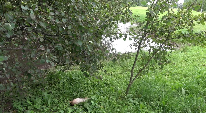 In South Butovo, a flock of stray dogs killed a family of ducks on a pond - My, Wild ducks, Stray dogs, Butovo, Dog attack, Protection of Nature, Negative, Video, Longpost