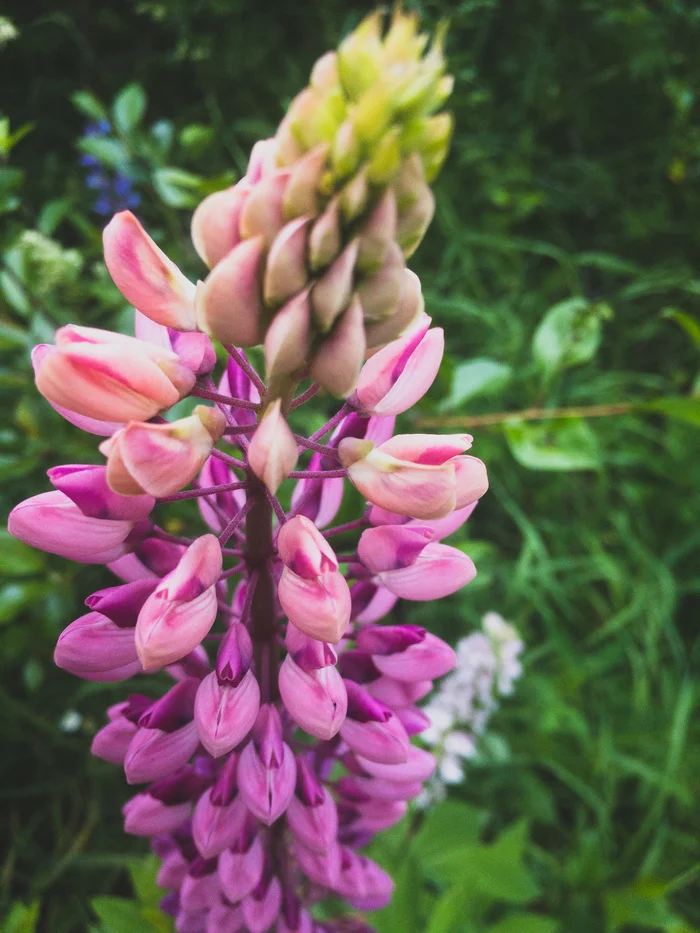 Walks - My, The photo, Lupine, Nature, Longpost