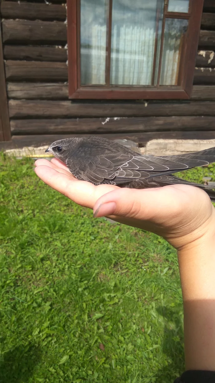 Black swift? - My, Black Swift, Birds, Longpost