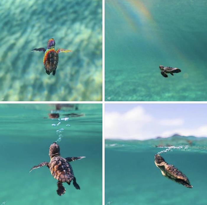 Baby sea turtle enjoying life! - Turtle, Sea turtles, Young, Sea, Swimming, Underwater photography, Milota, beauty