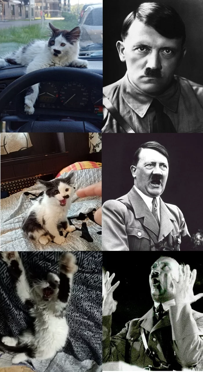 My cat knows a lot... - My, cat, Adolf Gitler, Similarity, The Secret Life of Pets, Longpost