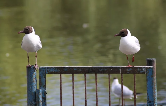 The most common seagull - My, Bird watching, Nature, Birds, Seagulls, Longpost