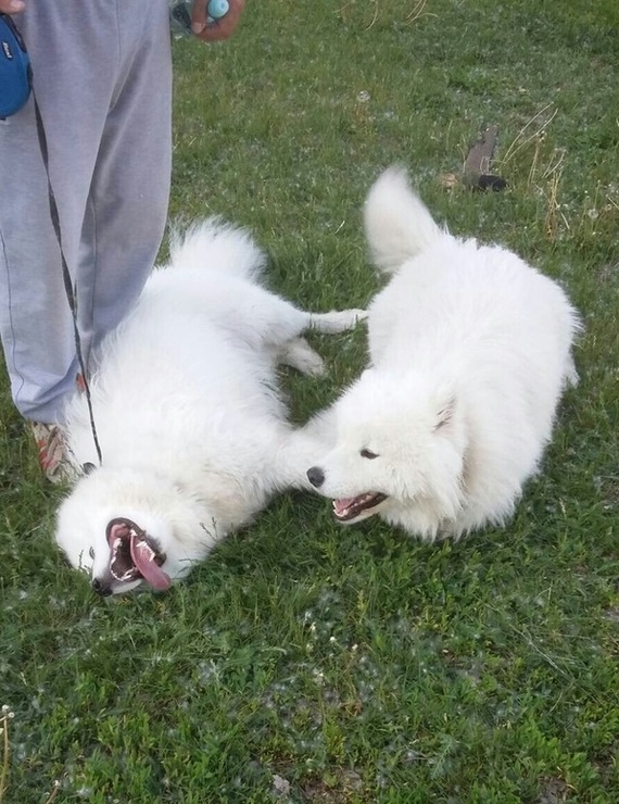 Friends on a walk - My, Dog, Dogs and people, Samoyed, Friend of human, Friends, Longpost