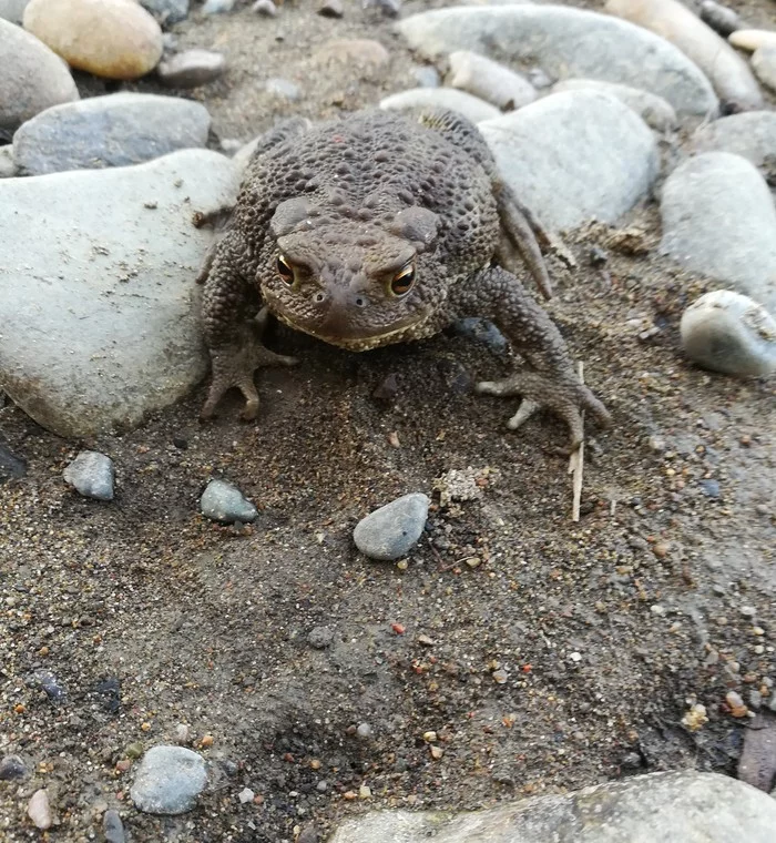 And here it is, photo... - My, Nature, River, Toad, Longpost