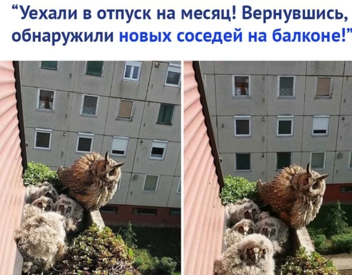 What kind of people moved in with us!? - Owl, Balcony, Chick, Picture with text, Owl