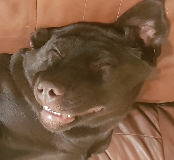 Моё лицо, когда просят выйти на работу в выходной (да и вообще в любой хреновой ситуации)