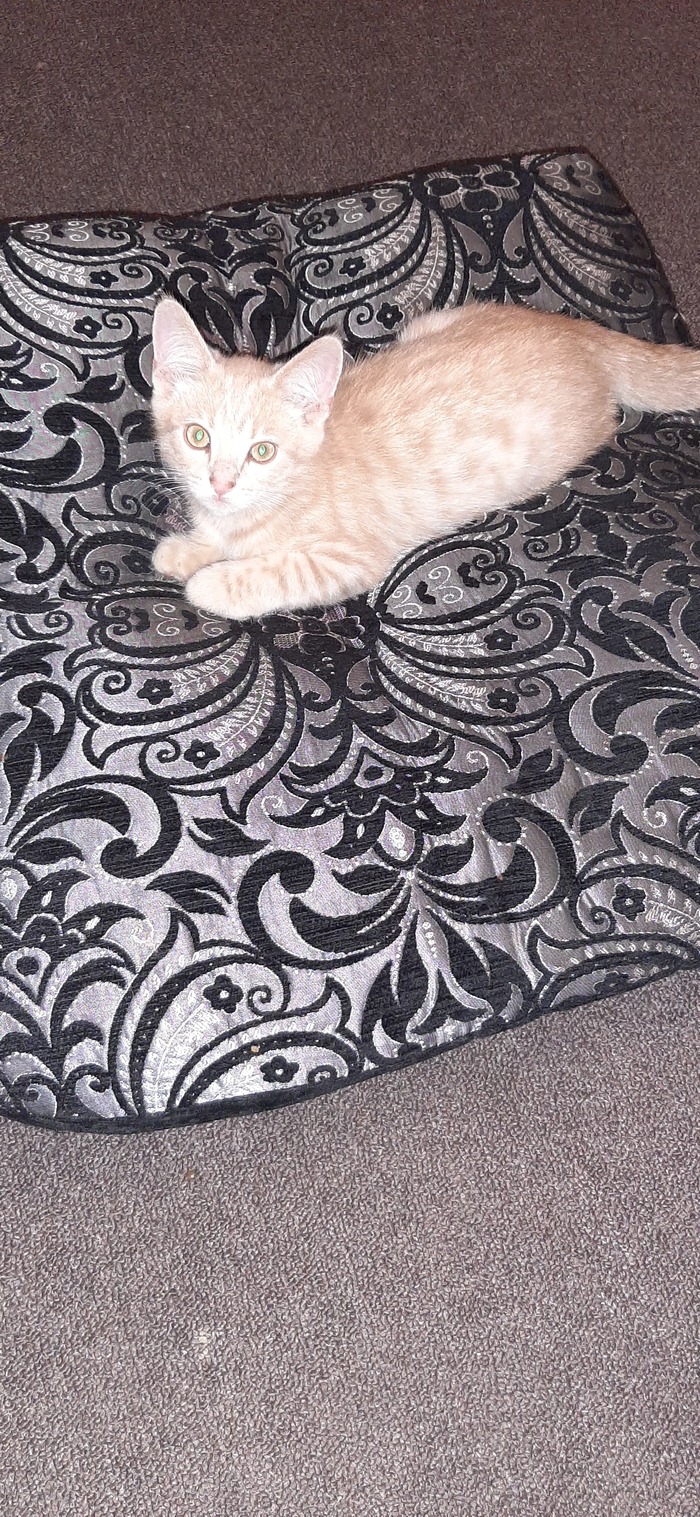 Они размножаются почкованием | Пикабу