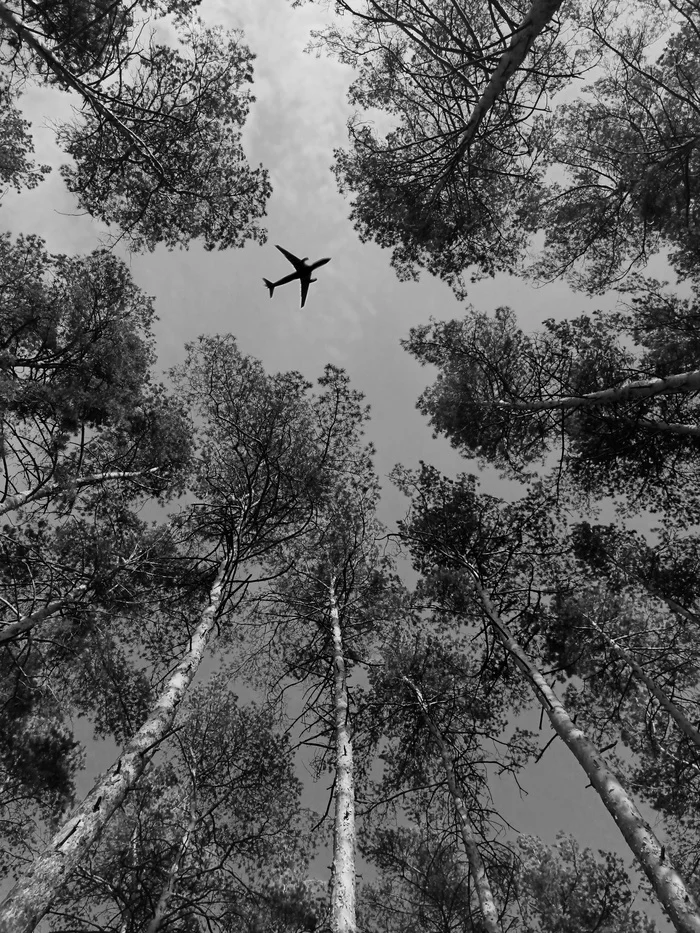 forest flight - My, Forest, Airplane, The photo