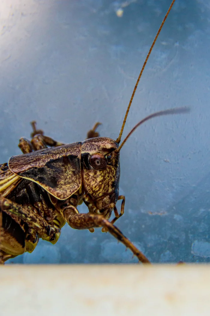 Just a cricket in macro - My, Macro, Macro photography, Crickets, Insects, The photo, Nature, Longpost