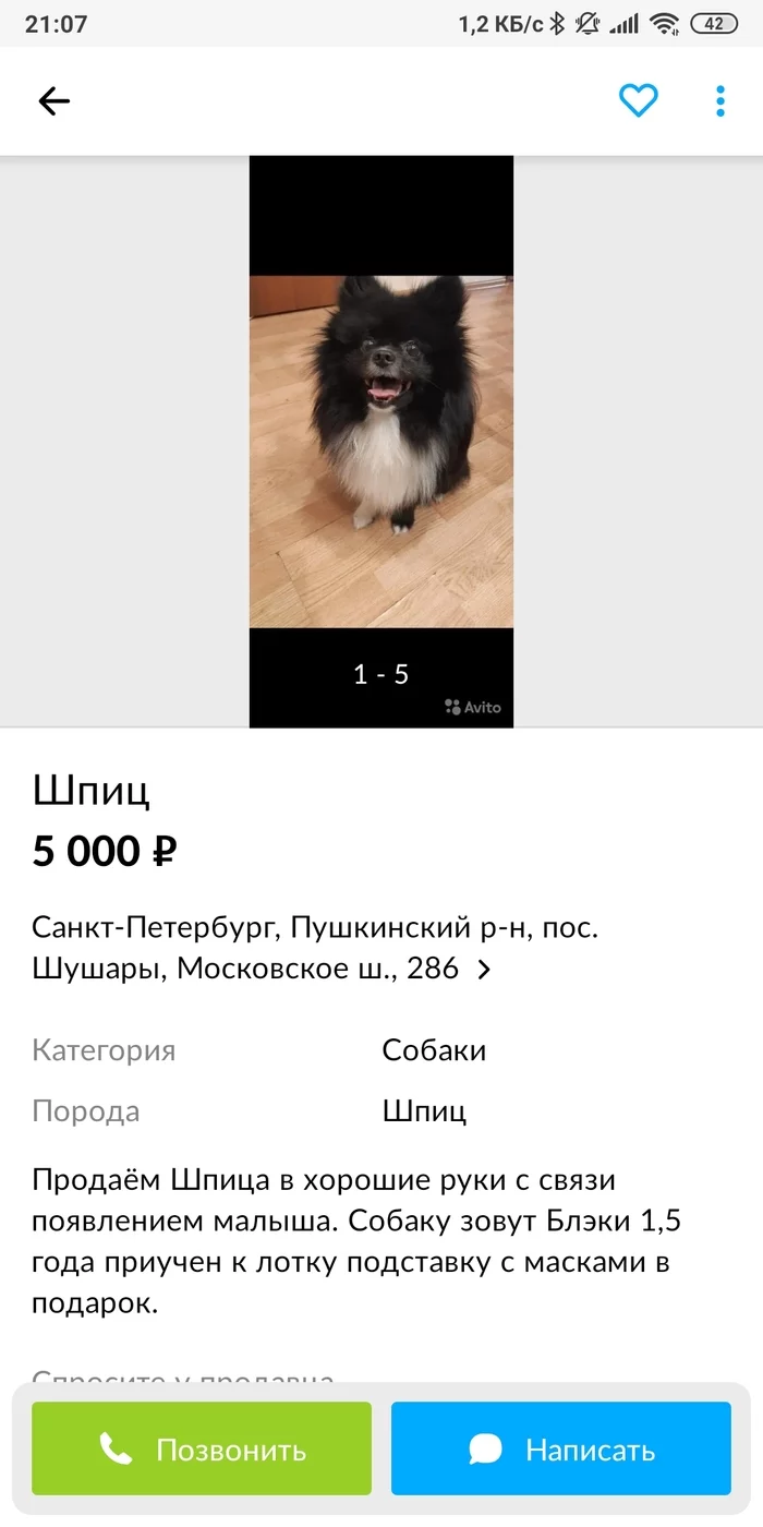 People, a dog is not a toy! - Dog, Decorative dogs, Betrayal, Sale, Pets, Spitz, Avito, Screenshot