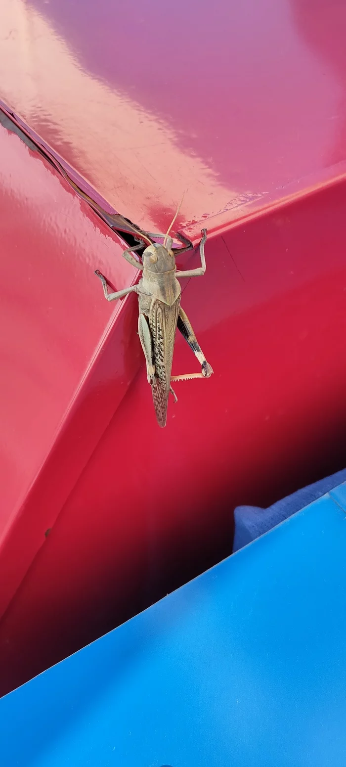 Morning Guest - My, Insects, Macro photography, Grasshopper, Longpost