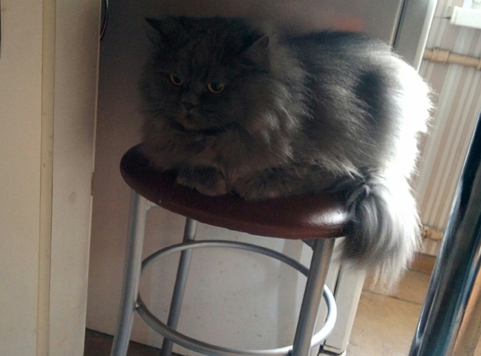 Я не знаю, что постить на Пикабу, поэтому пощу своих кошек