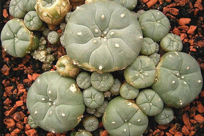 Как употреблять пейотный кактус. Смотреть фото Как употреблять пейотный кактус. Смотреть картинку Как употреблять пейотный кактус. Картинка про Как употреблять пейотный кактус. Фото Как употреблять пейотный кактус