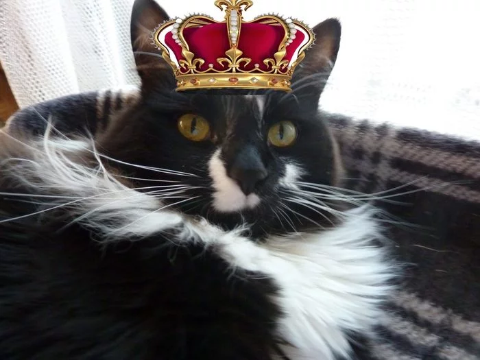 Tsar. Hello, Tsar...Cothambus Berlioz - My, cat, Tsar, Pets, Longpost