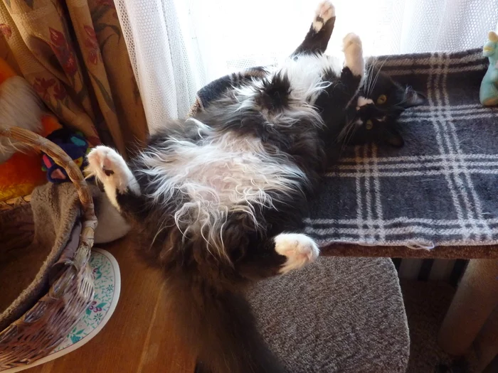 Tsar. Hello, Tsar...Cothambus Berlioz - My, cat, Tsar, Pets, Longpost