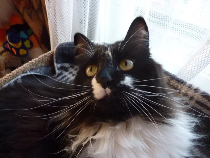 Tsar. Hello, Tsar...Cothambus Berlioz - My, cat, Tsar, Pets, Longpost