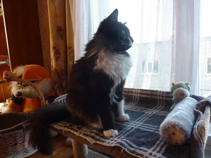 Tsar. Hello, Tsar...Cothambus Berlioz - My, cat, Tsar, Pets, Longpost
