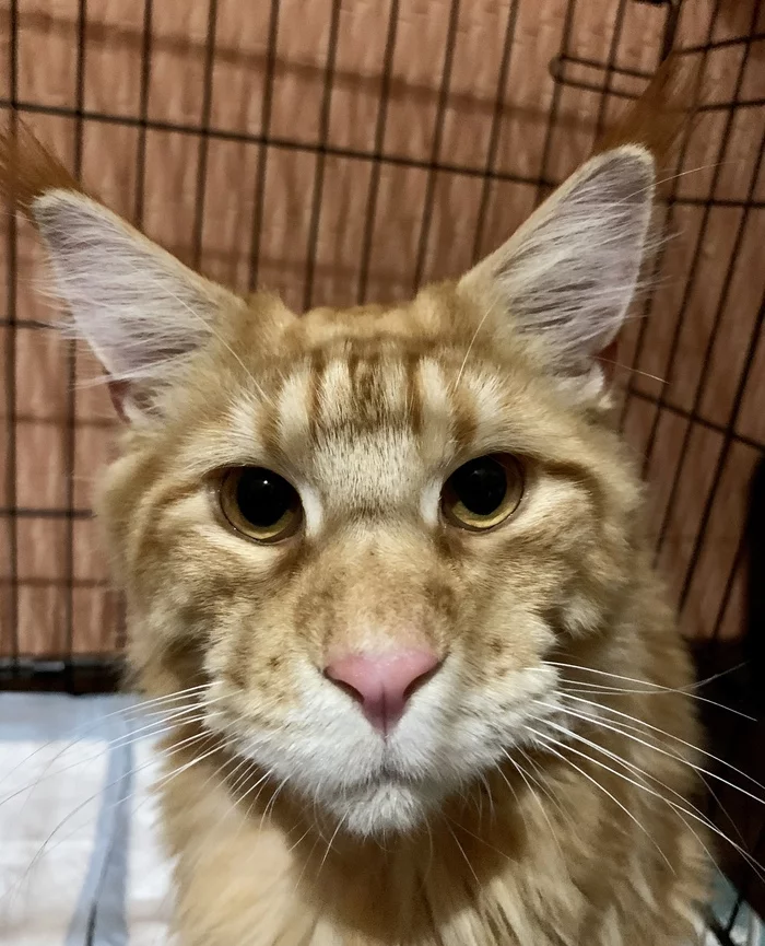 Continuation of the post “The owners of the breeders abandoned the downed Mei-Coon kitten. Another mean post - My, cat, Kittens, Help, Kindness, Animals, Maine Coon, Video, Reply to post, Longpost