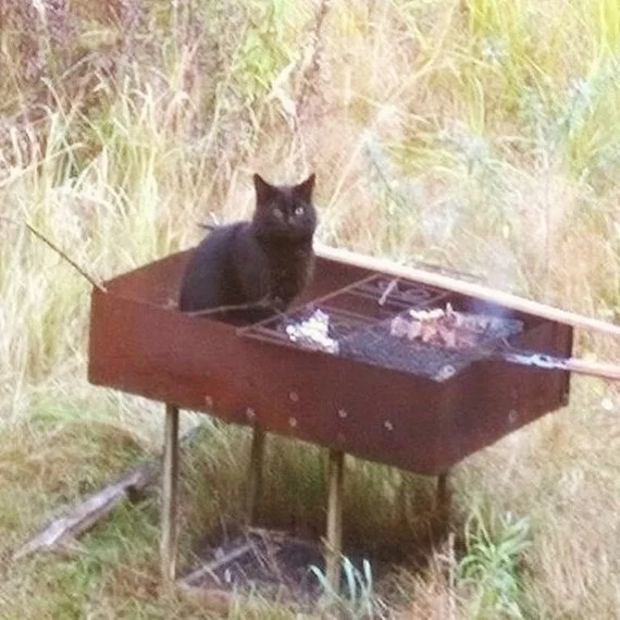 When a group of people is left to cook barbecue while they sit and drink - cat, Shashlik, Relaxation, Black cat, Brazier