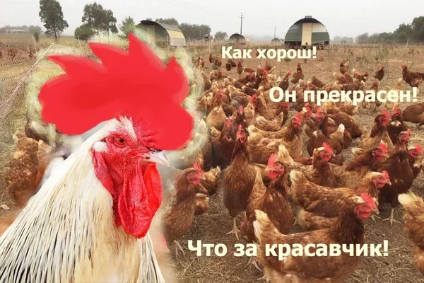 Что будет, если прикрепить неуспешному петушку большой накладной гребень Из сети, Курица, Этология, Зоопсихология, Животные, Длиннопост, Гребень, Петух