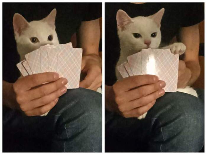 He's bluffing - cat, Bluff, Cards