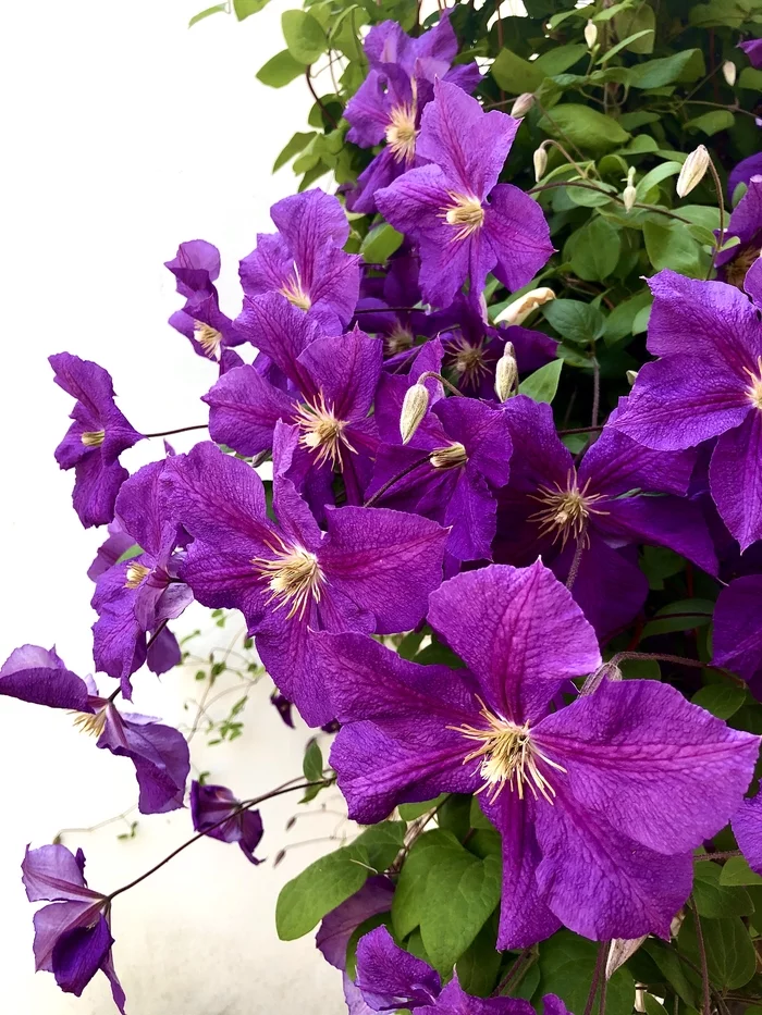 Flowers of this summer's mood - clematis - My, Flowers, Mobile photography, Hobby, Mood, Clematis, iPhone, Summer