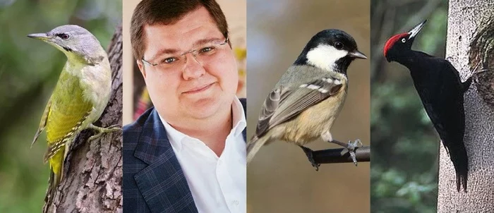 Birds that are comfortable living in Moscow - My, Moscow, Memes, Sergei Sobyanin, Birds, Igor Chaika