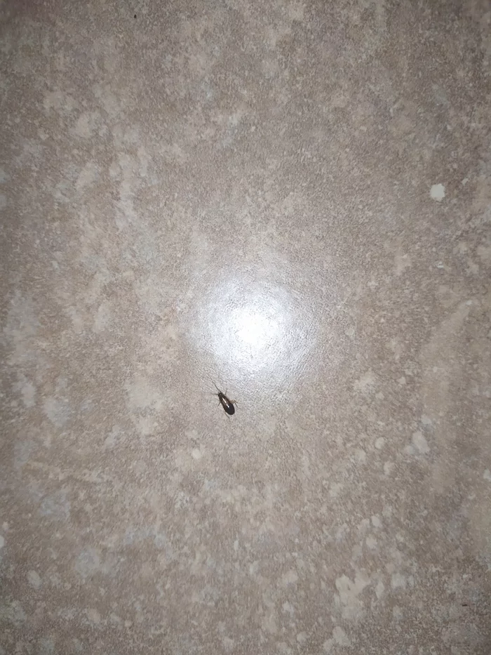 Please help me identify this insect - My, Insects, Biology, Cockroaches, Жуки