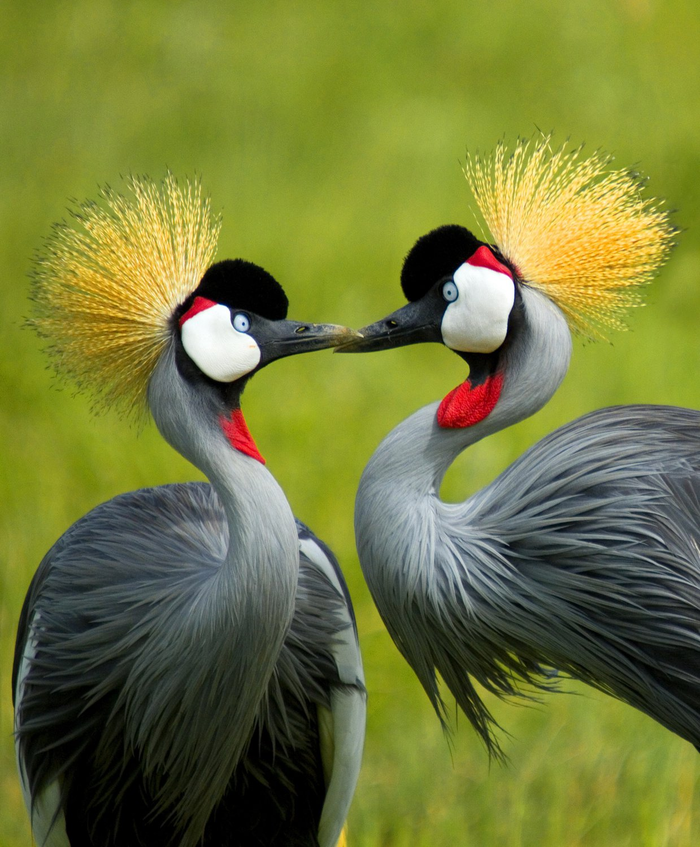 Смотри, какая красота - ей невозможно наглядеться! Птицы, Журавли, Африка, Природа, The National Geographic, Фотография