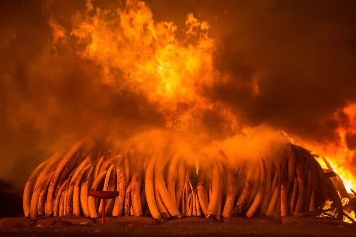 Burn, burn clearly, ivory, poacher! - Africa, Kenya, Ivory, Poachers