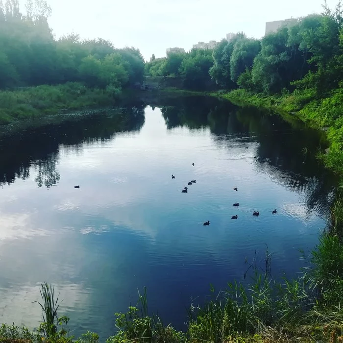 Nature in the city - My, Nature, Duck, Kharkov, Saltovka, Good morning