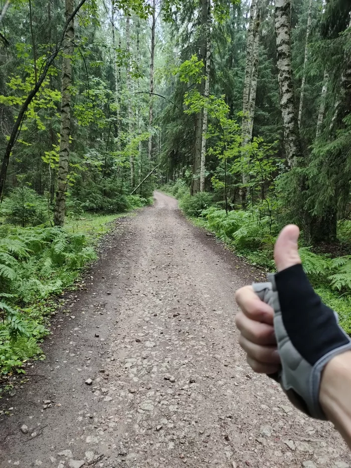 Faster than rain. Bike rides July 2020 - My, A bike, Pokatushki, Forest, Mushrooms, Chanterelles, Sertolovo, Video, Longpost