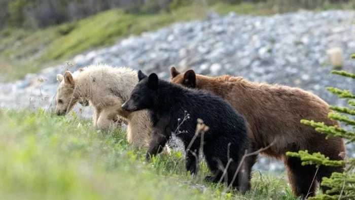 Brown, black, white... - The Bears, Black Bear, Young, Wild animals, wildlife, Color, Rare, Canada