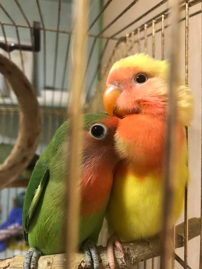 Cute lovebird chicks - My, A parrot, Lovebirds, Pets, Birds, Milota