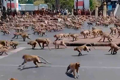 Hordes of hungry monkeys took over the city and defeated the police - news, Lenta ru, Animals, Monkey, Thailand, Negative