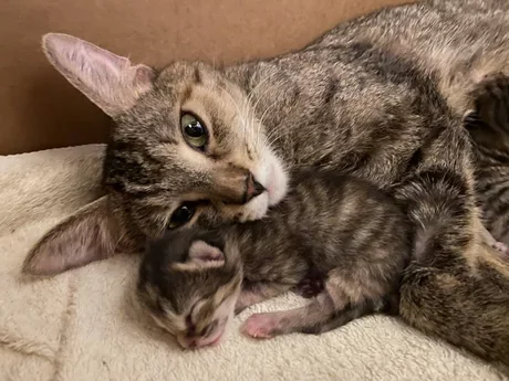 Nothing is warmer than mom! - Newborn, cat, Milota, Animals, Kittens