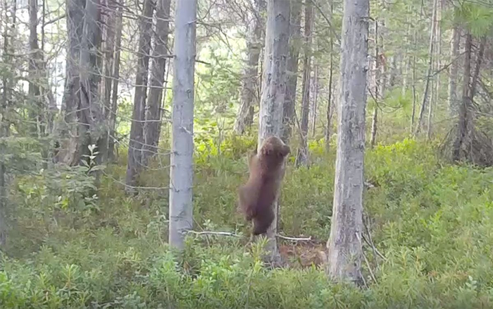 ������� ������� ���������� � ����-���������)