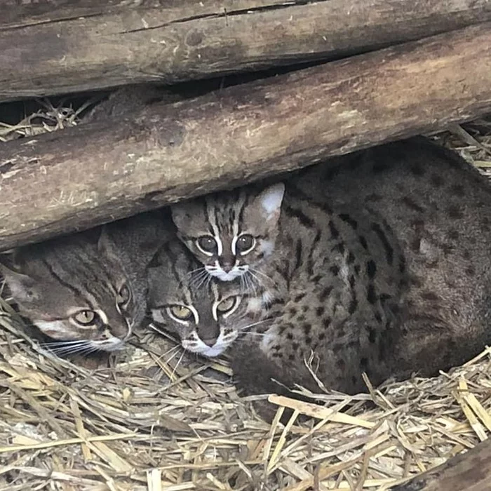 The smallest cat in the world - My, Animals, Milota, Family, Red Book, Longpost, Rusty cat, Small cats, Cat family, Predatory animals, Wild animals