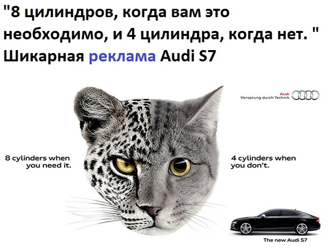 Audi T800 - Audi, Terminator, cat, GIF