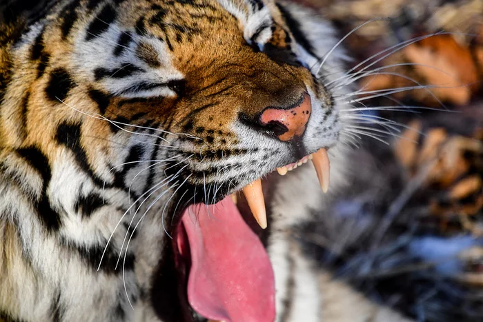 Another Amur tiger discovered in the Khabarovsk Territory - Animals, Ecology, Tiger, Khabarovsk region, Big cats, Amur tiger, Wild animals