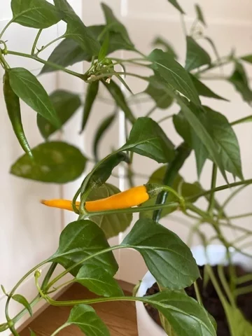 The first one is ripe! - My, Pepper farming, Longpost, Gardening, Pepper, Hot peppers, Growing