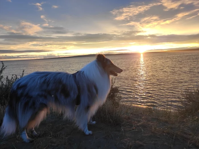 Collie against the backdrop of the sunset - My, Collie, Dog, Sunset