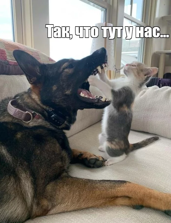 Dentist - cat, Dog, Humor, Picture with text, Memes, Longpost, Dialog