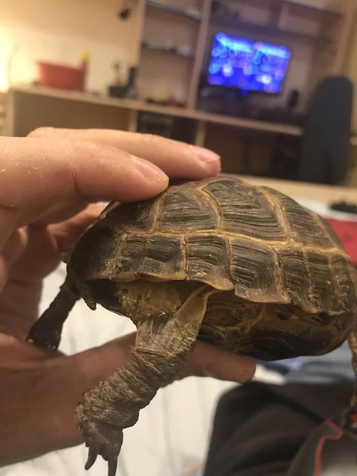 Turtle doesn't eat for 3 days - My, Turtle, Animals, Vet, Herpetology