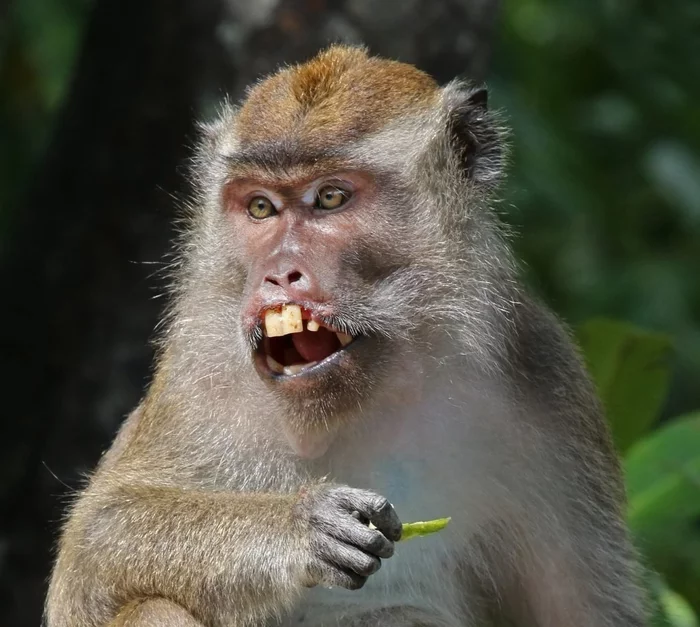 There's an epic war with macaques in a Thai city - they're going crazy over sex and junk food. - Disgusting Men, Toque, Lawlessness, Thailand, Fast food, Video, Longpost, Monkey