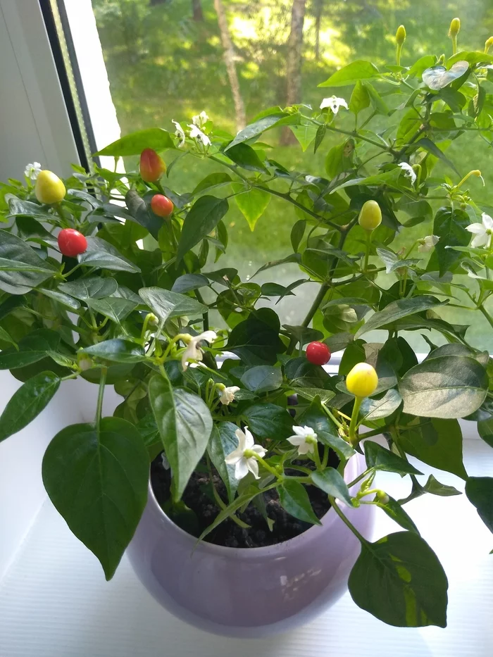 My pepper. First experience - My, Hot peppers, Hot red pepper, Longpost